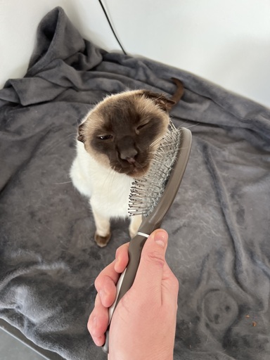 siamese cat with curled ears sitting on a gray blanket and scratching her cheek against the hair brush a hand is holding next to her