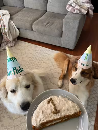 An actual real photo of 2 cute dogs wearing hats for one's 1st birthday party. They're sitting for cake.