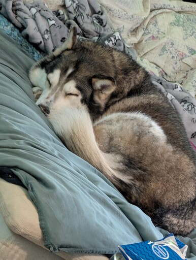 Sleepiest little Bella