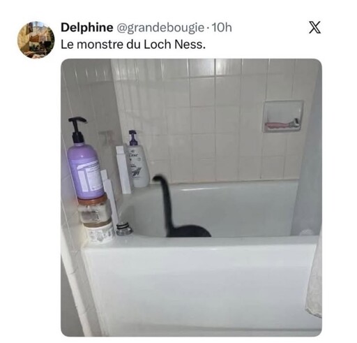 "Le monstre du Loch Ness". Picture of a cat in a bathtub with its head not visible and its tail upwards, making it look like the monster of Loch Ness