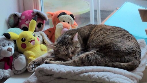Cute cat sleeping lying on a folded blanket surrounded by plushies, in front of a window